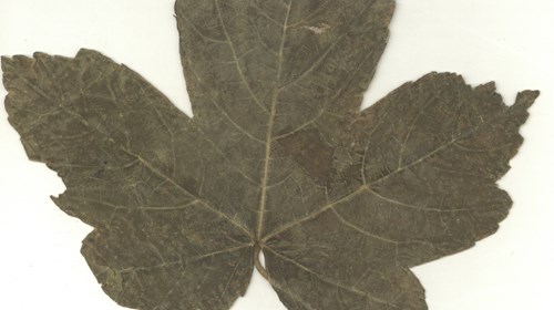 Folha de um plátano-bastardo (Acer pseudoplatanus) recolhida junto da Catedral de Arras (França) por Bernardino Machado, por ocasião da sua visita ao Corpo Expedicionário Português.